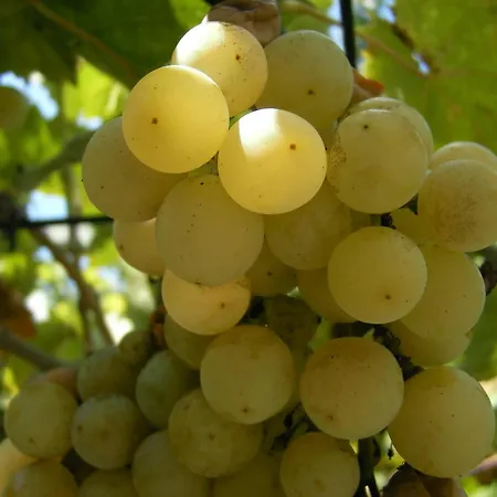 Sarokhaz 3* Keszthely