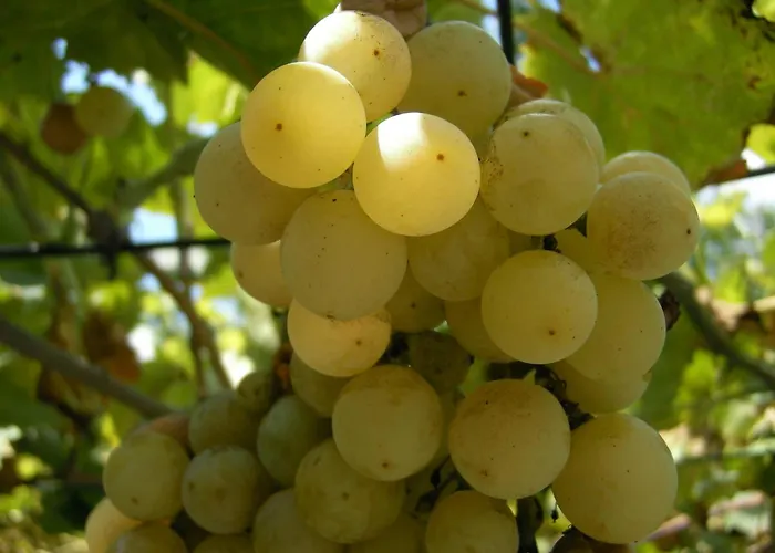 Sarokhaz 3* קסזטלי